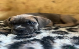 Cane Corso dogs for sale: Purebred Cane Corso puppies  - Image 4