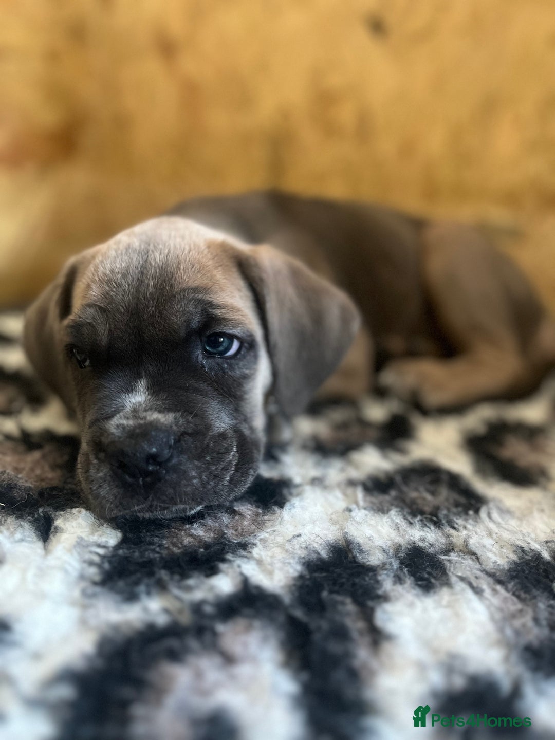 Cane Corso dogs for sale: Purebred Cane Corso puppies  - Image 4