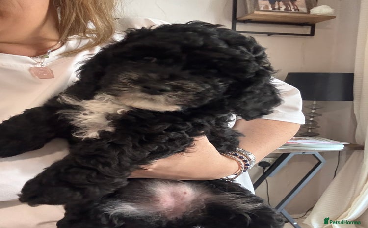 Cockapoo dogs - Advert 6