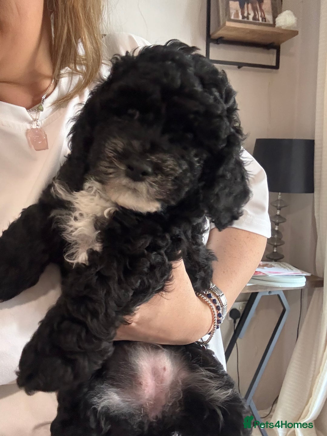 Cockapoo dogs for sale: 🐾ready to leave  black and white cockapoo - Image 4