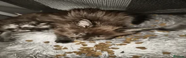 Reserved Maine Coon 2 black like her mummy