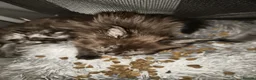 Maine Coon cats for sale: Reserved mainecoon fluff baby ball kitties - Advert 11