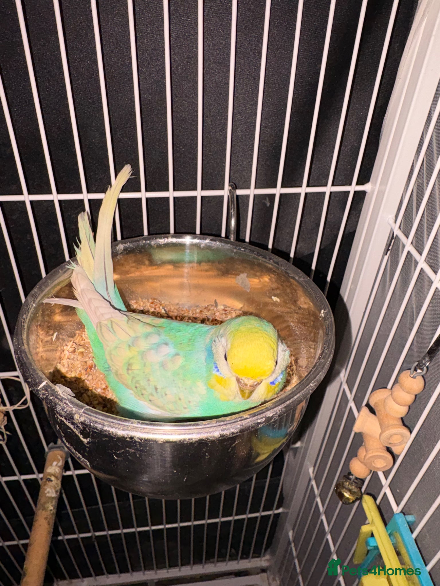 Budgerigars birds Female budgie  - Advert 2