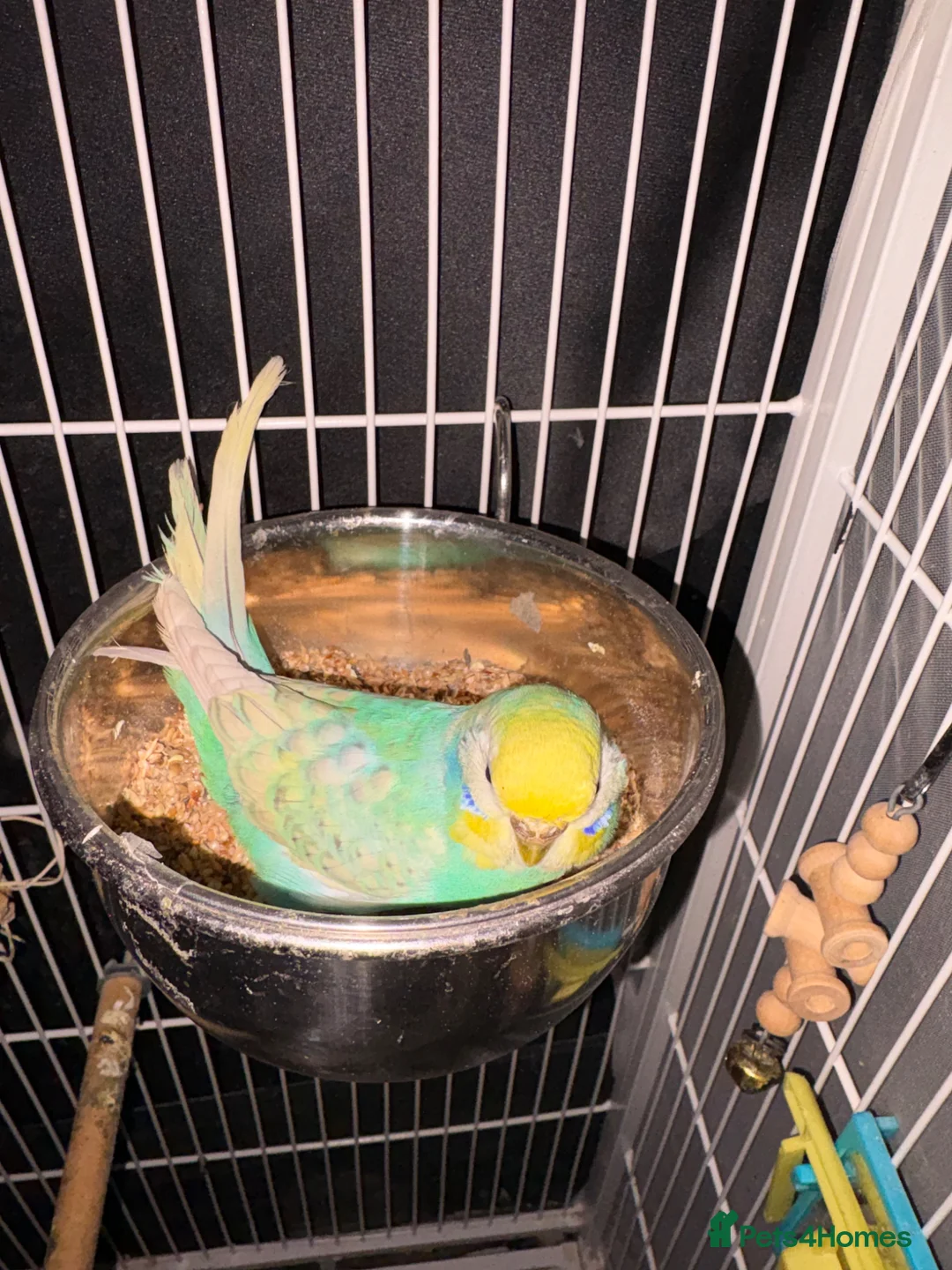 Budgerigars birds for sale: Female budgie  - Advert 1