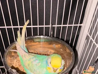 Budgerigars birds Female budgie - Advert 2
