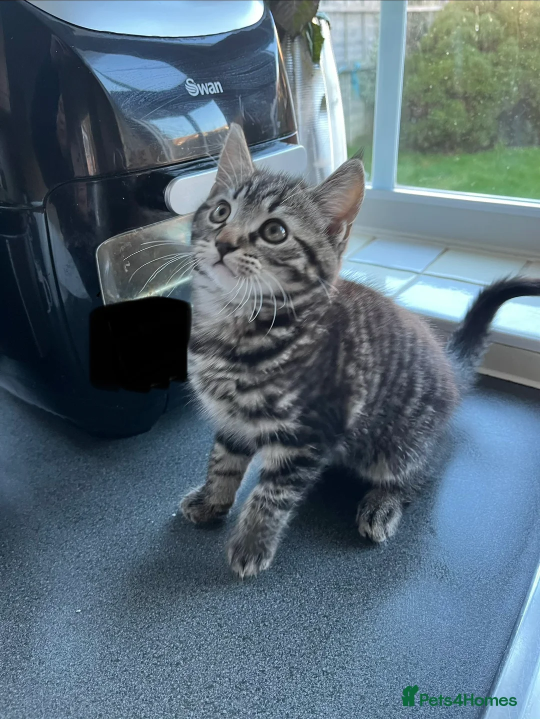 Mixed Breed cats for sale: 4 x Beautiful Playful Kittens Ready NOW - Advert 9