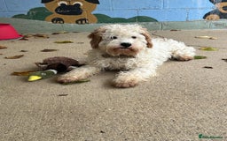 Cavapoo dogs for adoption: Mike  - Image 4