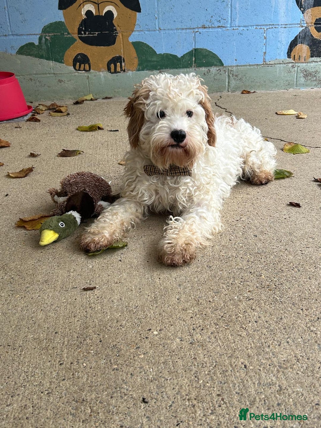 Cavapoo dogs for adoption: Mike  - Image 4
