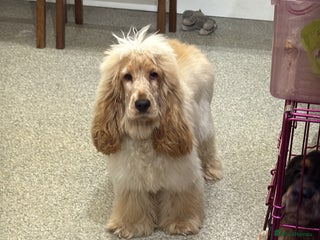 Cocker Spaniel dogs Cocker spaniel show type - Advert 2