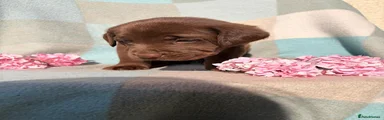 Labrador Retriever 11