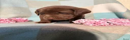 Labrador Retriever dogs for sale: ⭐️ KC Registered Chocolate Lab Puppies ⭐️ - Advert 3
