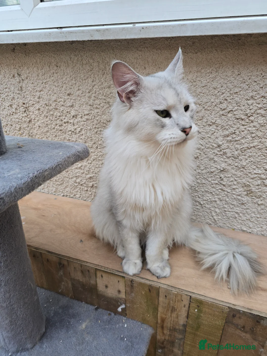 Maine Coon cats for stud: Black Shaded Maine Coon Large Imported in Hull - Advert 15