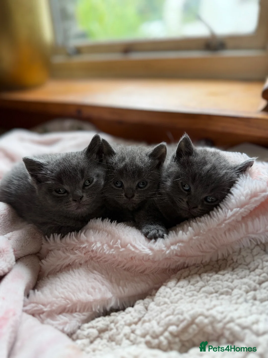 British Shorthair cats for sale: British Shorthair Kittens in Pentraeth - Advert 1