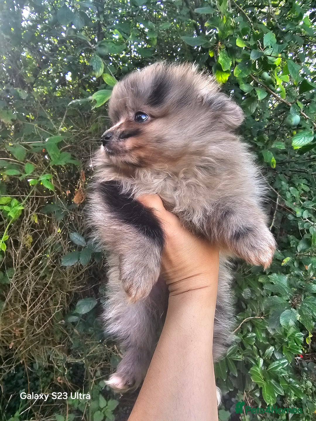 Pomeranian dogs for sale: ONLY 1 PUPPY LEFT NOW! - Image 26