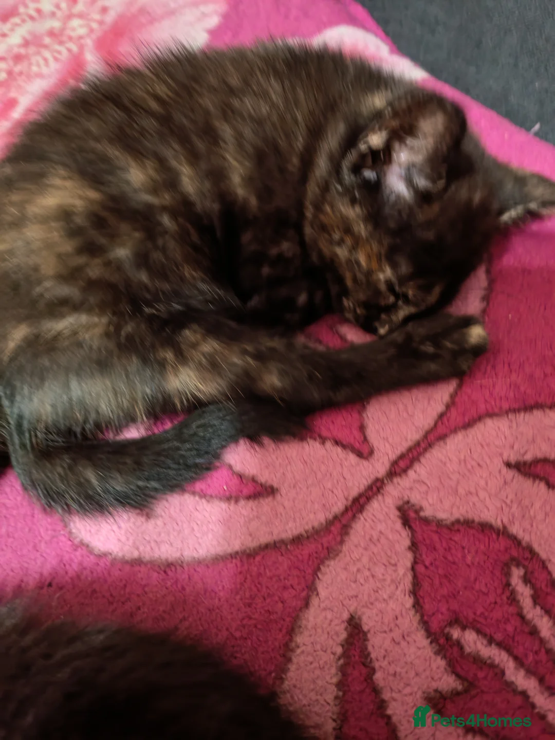 Mixed Breed cats for sale: Beautiful kittens for sale. - Advert 2