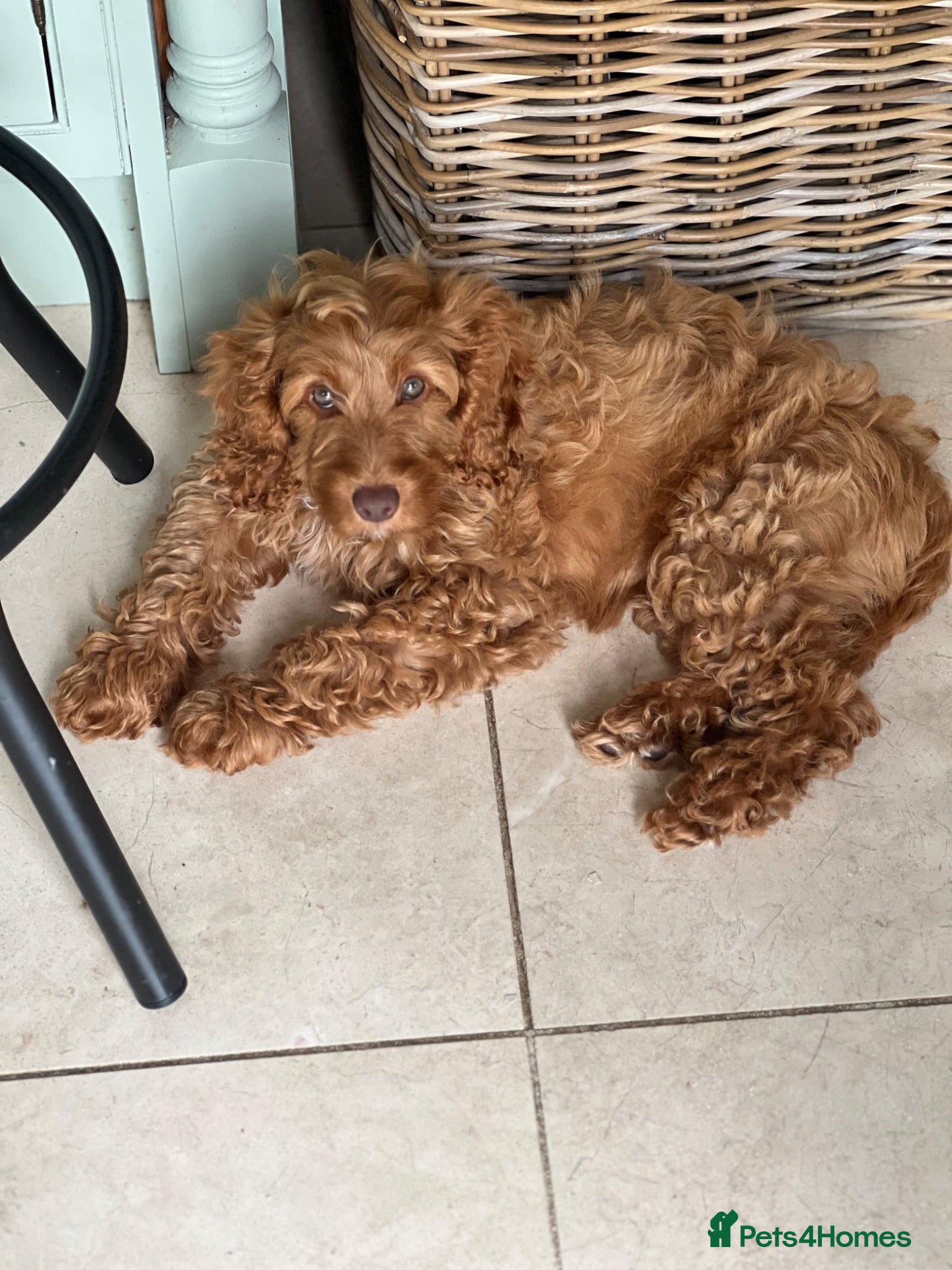 Cockapoo dogs F1 Cockapoo girl PRA Clear, Vet check - Advert 17