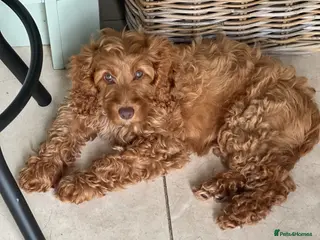 Cockapoo dogs F1 Cockapoo girl PRA Clear, Vet check - Advert 17