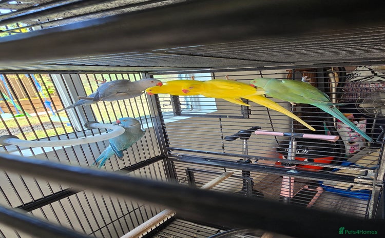 Ringnecks birds - Advert 6