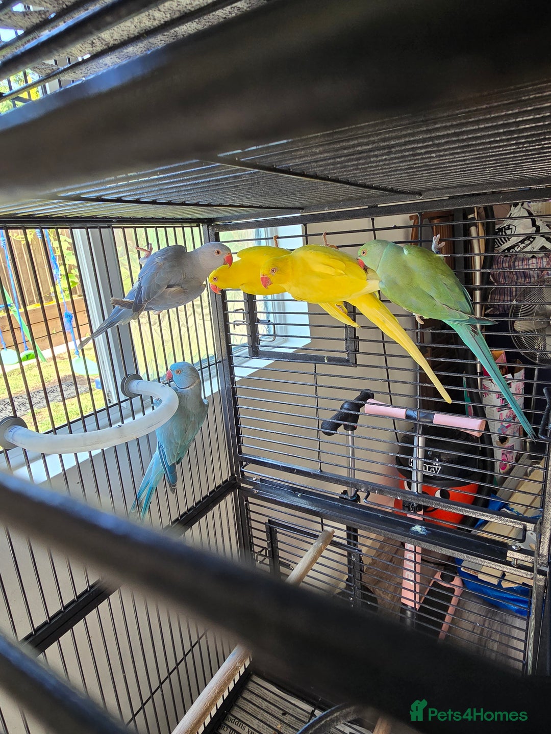 Ringnecks birds for sale: Alexandrine/Indian ringneck - Image 4