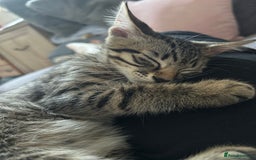 Domestic Shorthair cats for sale: Kittens - Image 16