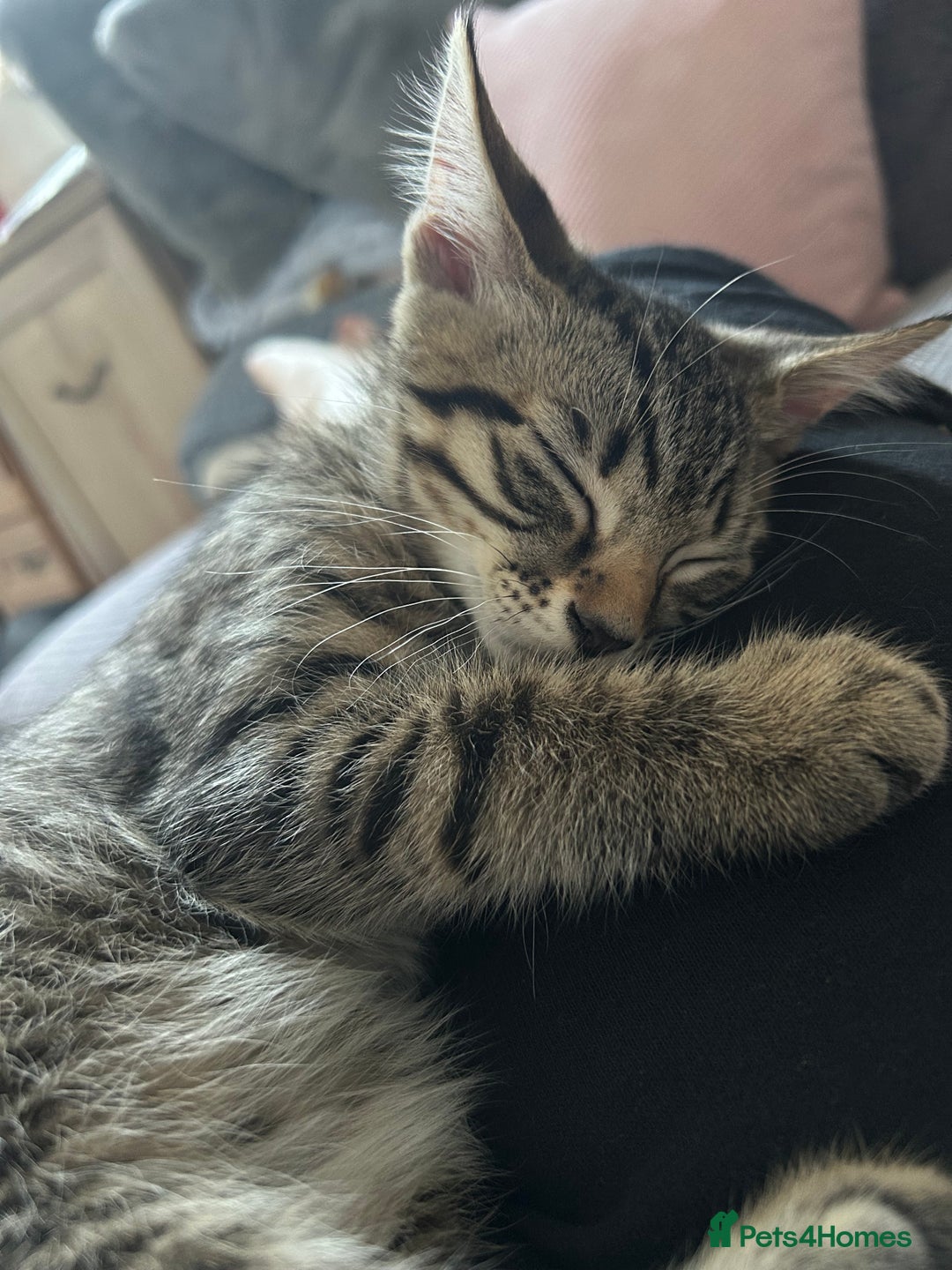 Domestic Shorthair cats for sale: Kittens - Image 16