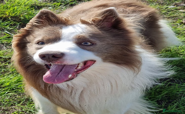 Border Collie dogs - Advert 3