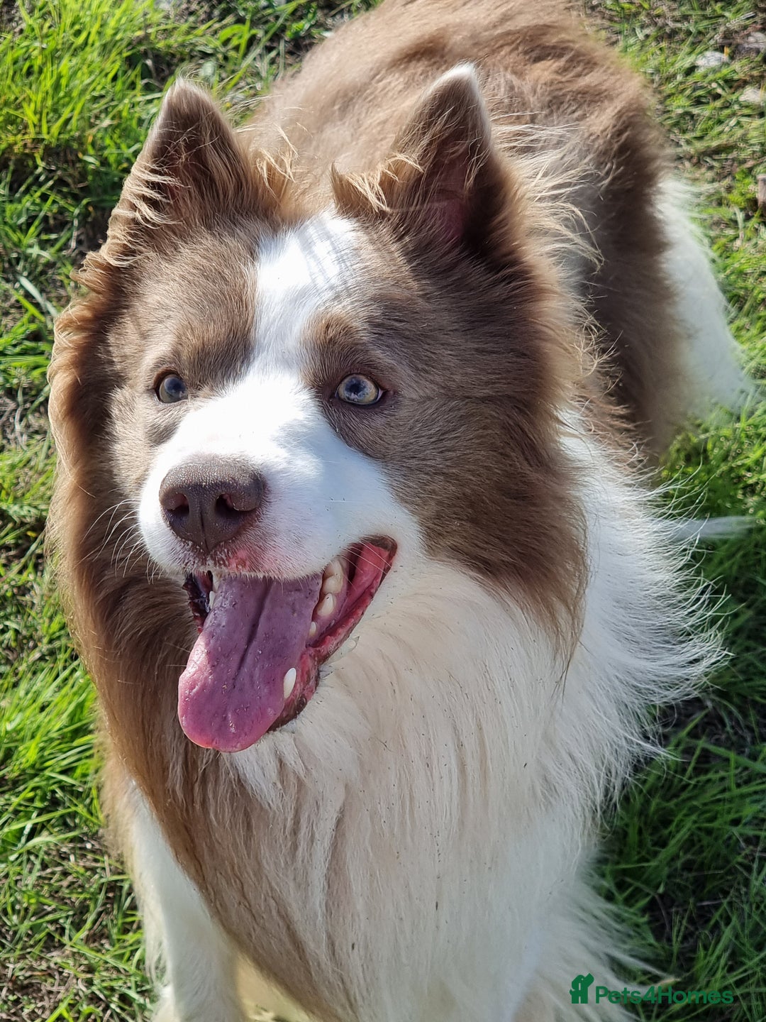Border Collie dogs for stud: Lilac and red merle boys - Image 1
