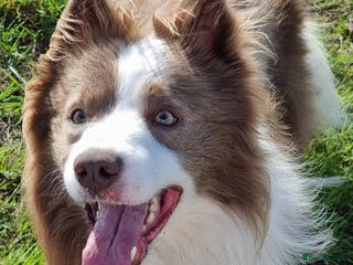 Border Collie dogs Lilac and red merle boys - Advert 3