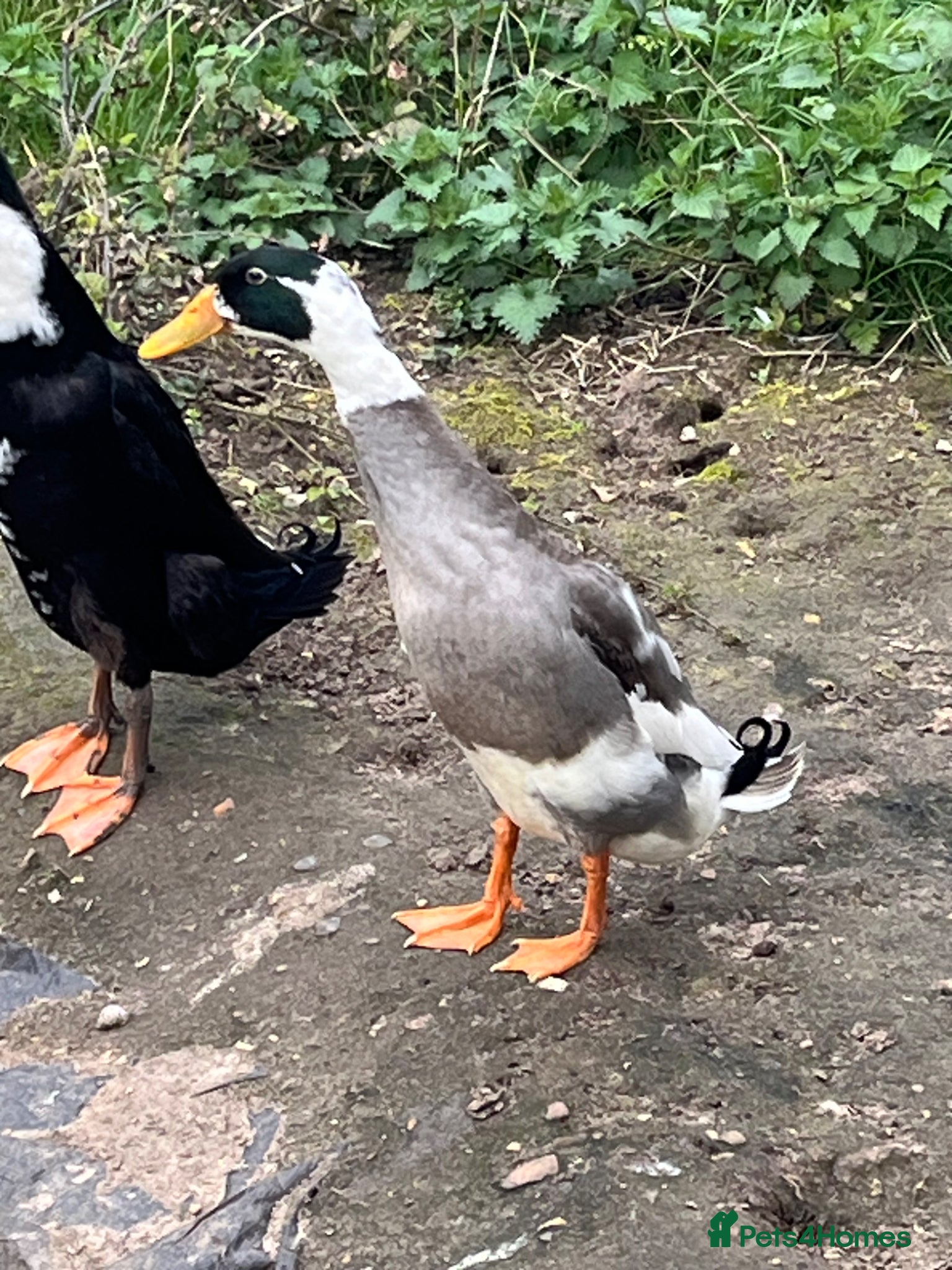 Ducks poultry Two Male Friends Indian Runner Ducks -  - Advert 17