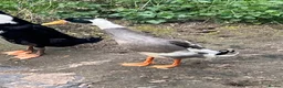 Ducks poultry for sale: Two Male Friends Indian Runner Ducks -  - Advert 1