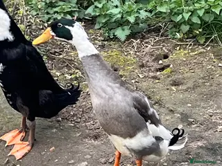 Ducks poultry Two Male Friends Indian Runner Ducks - - Advert 17