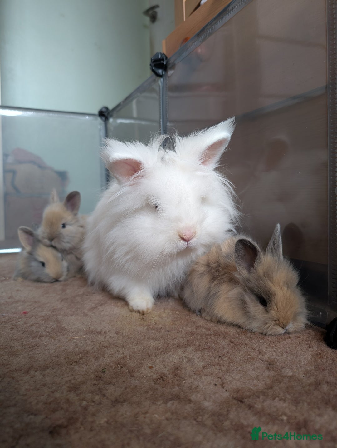 Angora rabbits for sale: Lionlop x angora  - Image 5