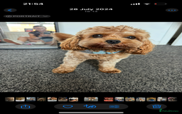 Cavapoo dogs for stud: 3 year old Cavapoo available for stud - Image 6