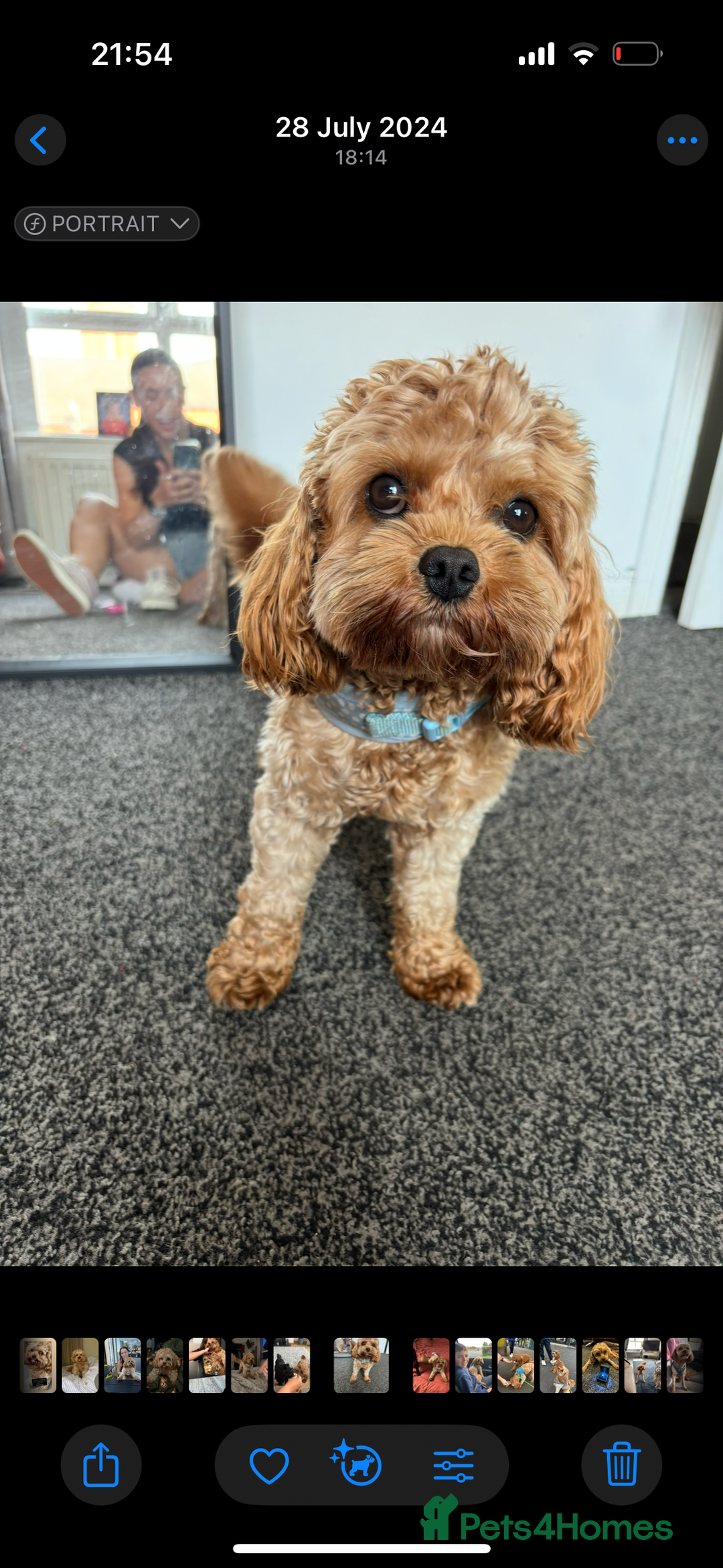 Cavapoo dogs for stud: 3 year old Cavapoo available for stud - Image 6