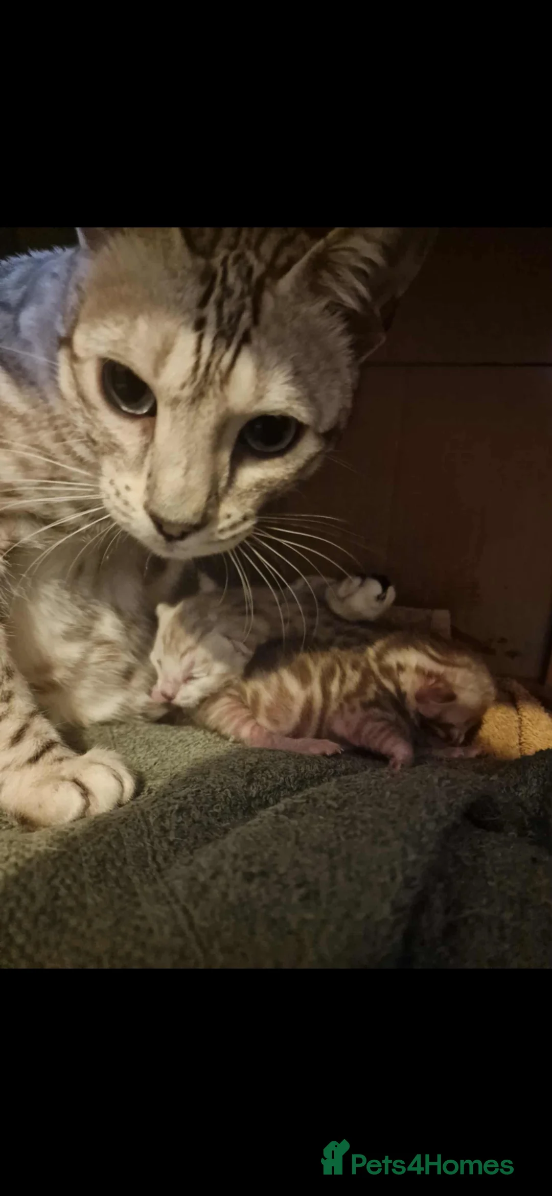 Bengal cats for sale: Ready Now Tica Champion Kittens  - Advert 4