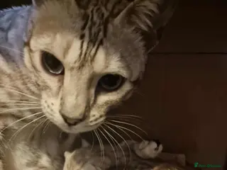 Bengal cats Ready Now Tica Champion Kittens - Advert 1