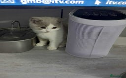 British Shorthair cats for sale: quality kittens gccf registered - Image 14