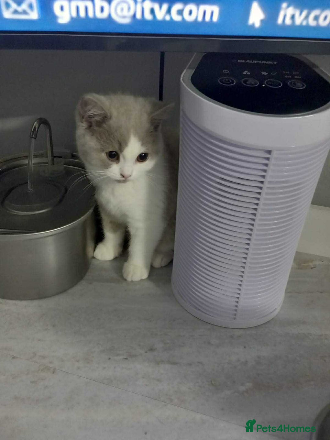British Shorthair cats for sale: quality kittens gccf registered - Image 14