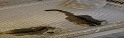 Sugar Glider rodents for sale: 2x Male sugar Gliders age 3 years in Stanford-le-Hope - Advert 3