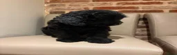 Cockapoo dogs for sale: Beutiful f1 cockapoo puppies in Wisbech - Advert 5