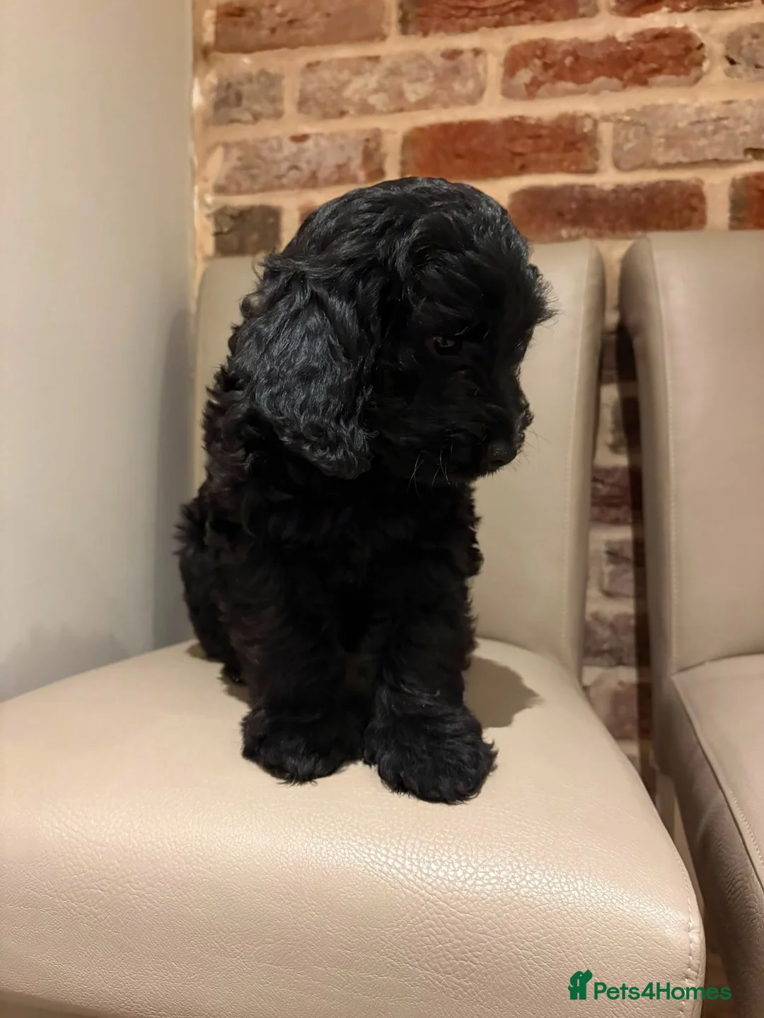 Cockapoo dogs for sale: Beutiful f1 cockapoo puppies in Wisbech - Advert 5