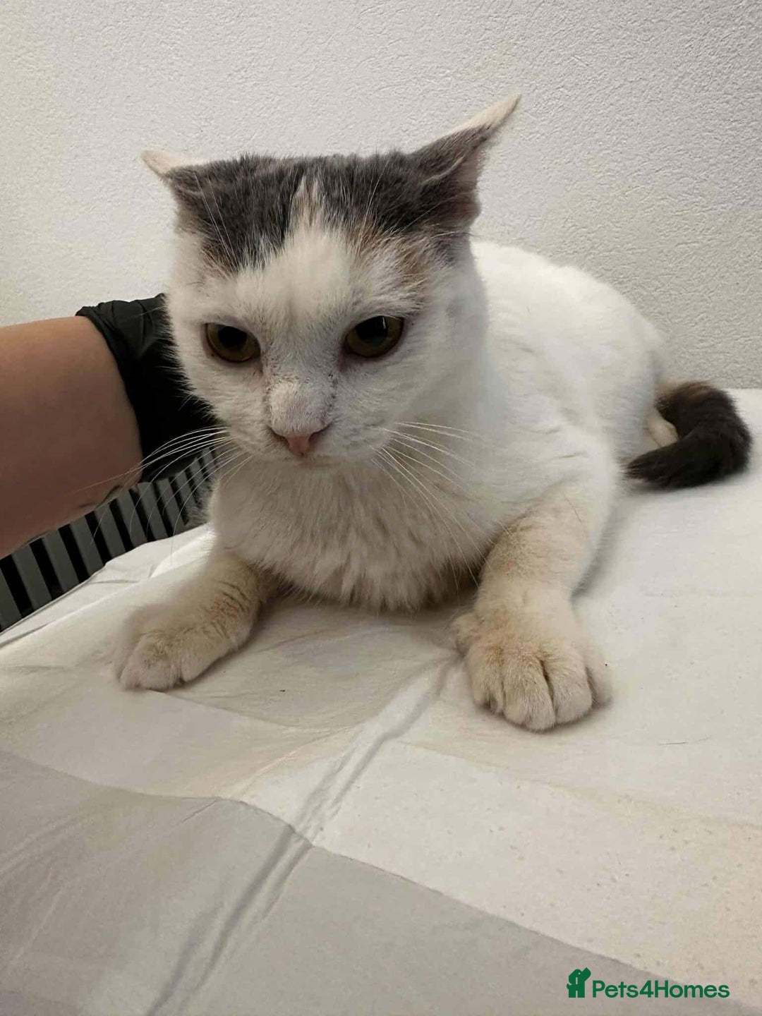 Mixed Breed cats for adoption: Venus for adoption - Advert 3