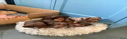 Miniature Dachshund dogs for sale: Smooth-haired miniature dachshund (last one!) - Advert 9