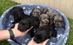 Cockapoo dogs for sale: Gorgeous cockapoo puppies - Image 2