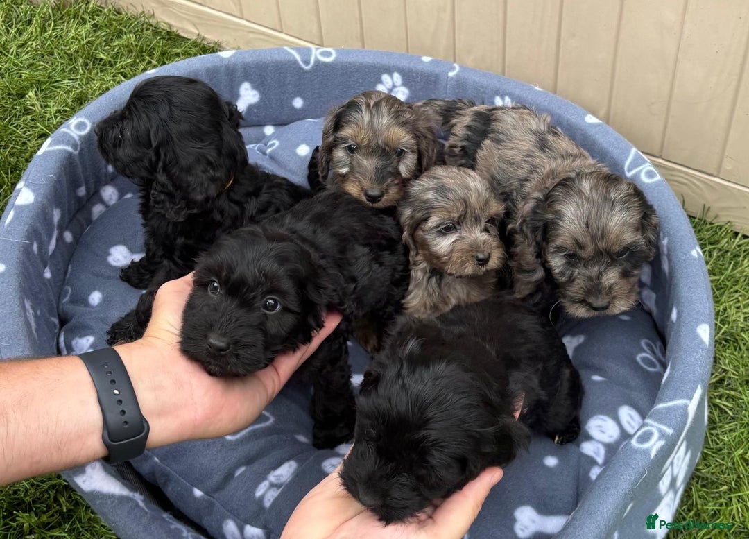 Cockapoo dogs for sale: Gorgeous cockapoo puppies - Image 2