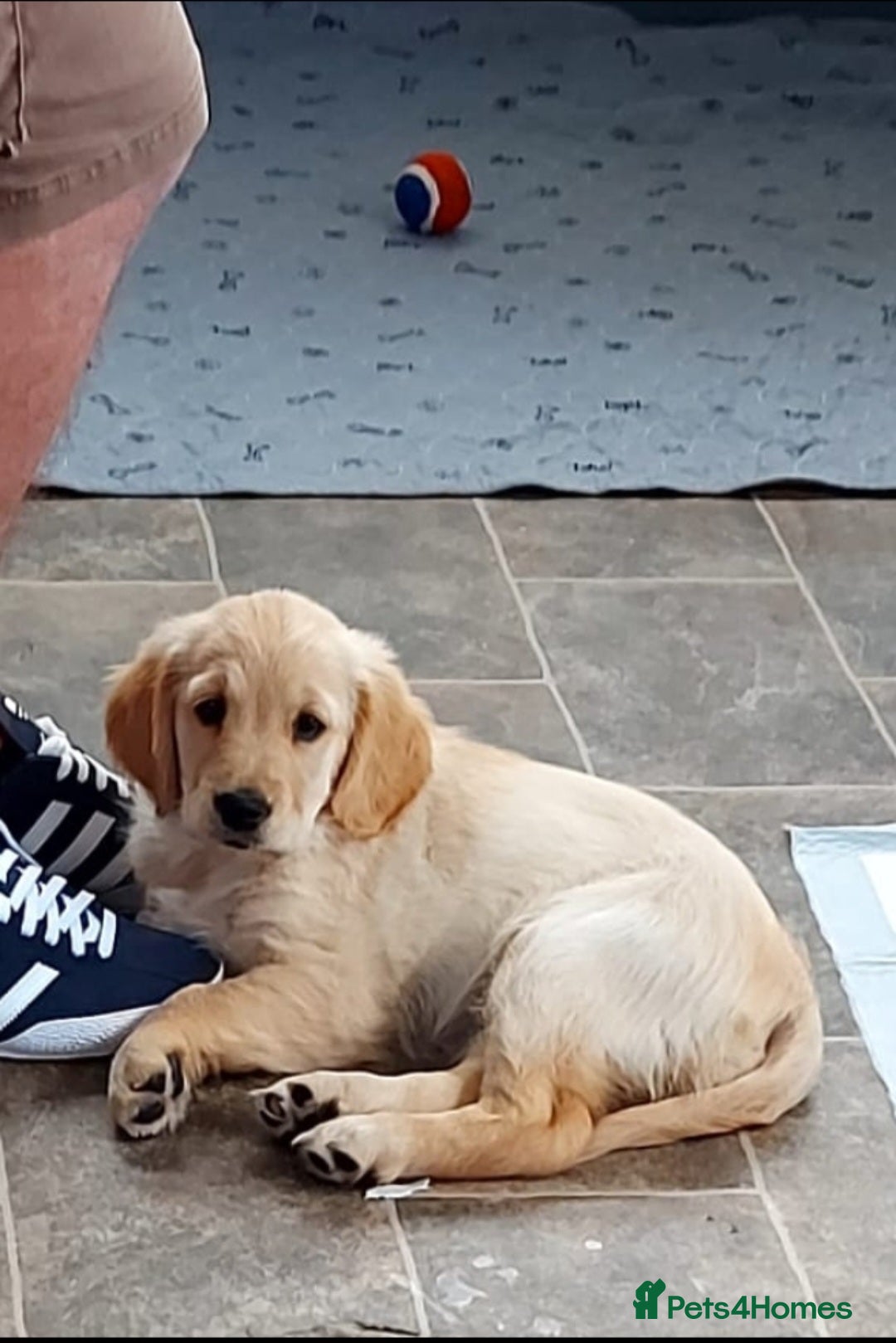 Golden Retriever dogs Last 1! READY TO LEAVE NOW KC Golden Retrievers  - Advert 16