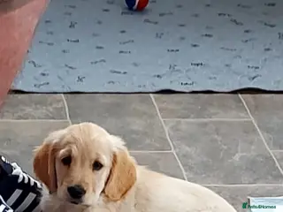 Golden Retriever dogs Last 1! READY TO LEAVE NOW KC Golden Retrievers - Advert 16