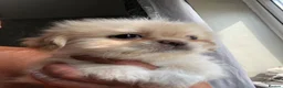 Shih Tzu dogs for sale: Beautiful  fluffy babies  in Bedford - Advert 10