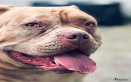 American Bully dogs for sale: Gugo American bully chocolate merle  - Advert 1