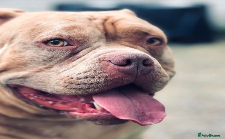 American Bully dogs Gugo American bully chocolate merle  - Advert 2